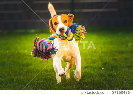 Beagle dog fun in garden outdoors run and jump with ball towards camera Beagle dog fun in garden outdoors run and jump with ball towards camera 57160486