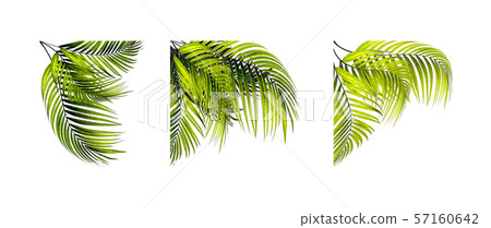 green palm leaf on white background green palm leaf on white background 57160642