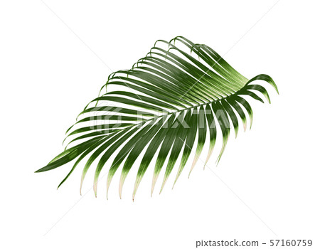 tropical green palm leaf tree isolated on white tropical green palm leaf tree isolated on white 57160759