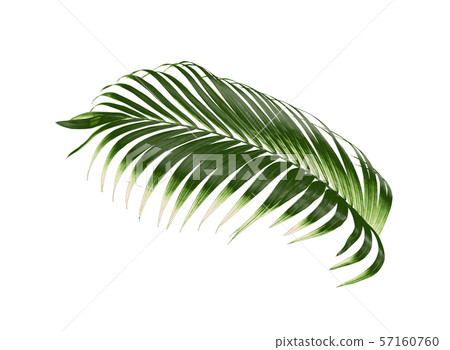 tropical green palm leaf tree isolated on white tropical green palm leaf tree isolated on white 57160760