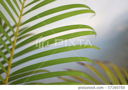 green tropical palm leaf with shadow on white wall green tropical palm leaf with shadow on white wall 57160780