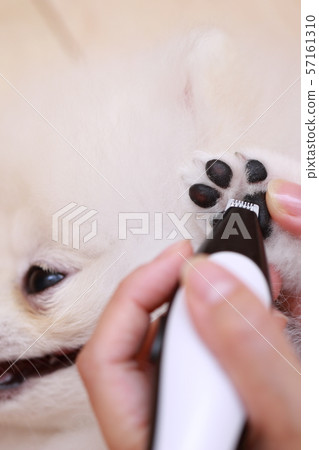 canine clippers