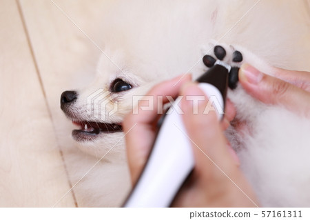 Sole clippers (monkey period dogs dogs canine creature pedigree puppy children white white children pomeranian) 57161311