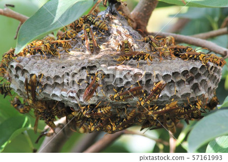 Beehive 57161993