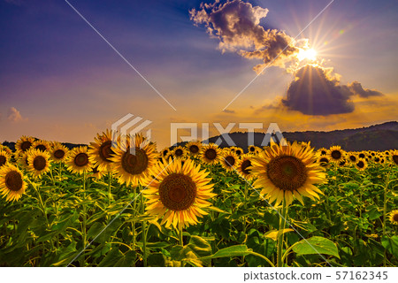 Sunflower field illuminated by the setting sun (Mashiko Town, Tochigi Prefecture) 57162345