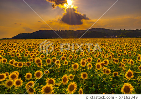 Sunflower field illuminated by the setting sun (Mashiko Town, Tochigi Prefecture) 57162349