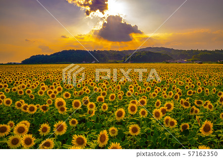 Sunflower field illuminated by the setting sun (Mashiko Town, Tochigi Prefecture) 57162350