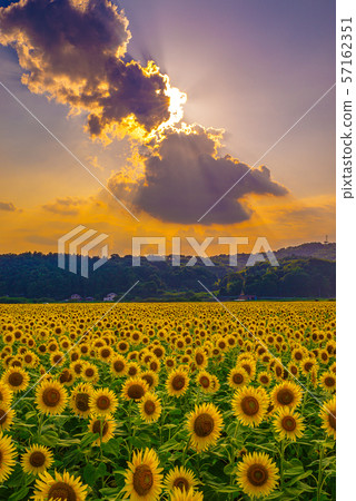 Sunflower field illuminated by the setting sun (Mashiko Town, Tochigi Prefecture) 57162351