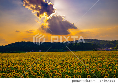 Sunflower field illuminated by the setting sun (Mashiko Town, Tochigi Prefecture) 57162353