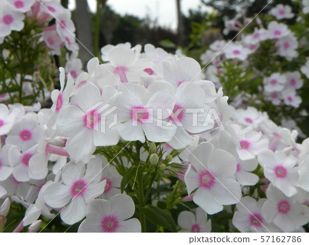 Phlox Paniculata “Beautiful flowers of Nora Lei Phlox Paniculata “Beautiful flowers of Nora Lei 57162786