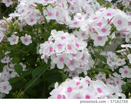Phlox Paniculata “Beautiful flowers of Nora Lei Phlox Paniculata “Beautiful flowers of Nora Lei 57162788