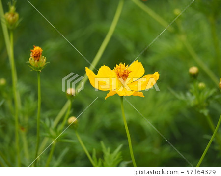 黃波斯菊 黃波斯菊 57164329
