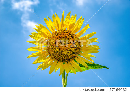 向日葵 57164682