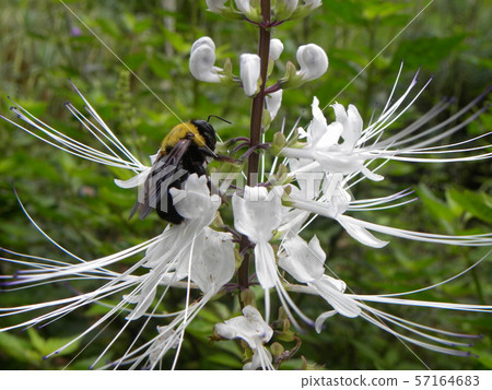 Cat whiskers, also known as cat beards, are white flowers and wasps 57164683