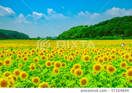 Sunflower field (Mashiko Town, Tochigi Prefecture) Sunflower field (Mashiko Town, Tochigi Prefecture) 57164684