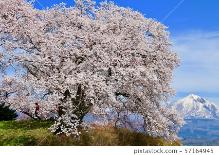 Cherry blossoms at the ruins of Shinshi Castle and Mount Bandai (Aizuwakamatsu City) 57164945