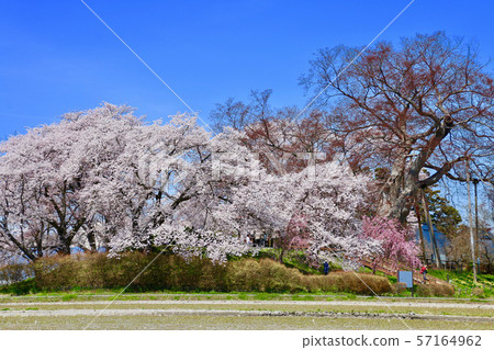 Shinshi城堡和萬代山(會津若松市)遺址的櫻花 Shinshi城堡和萬代山(會津若松市)遺址的櫻花 57164962