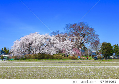 Cherry blossoms at the ruins of Shinshi Castle and Mount Bandai (Aizuwakamatsu City) Cherry blossoms at the ruins of Shinshi Castle and Mount Bandai (Aizuwakamatsu City) 57164963