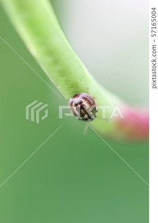 Larva of purple saxifrage bug 02 57165004