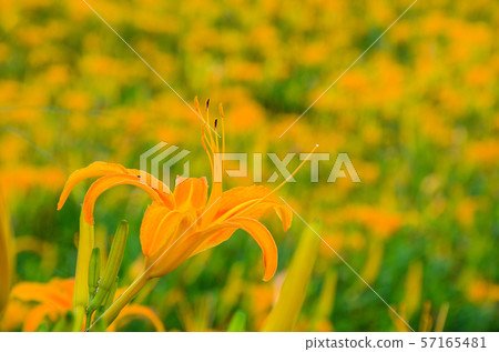 金針花，金針花季，Sixty Ishiyama，Tomisato，Rinka Hana，紅花 57165481