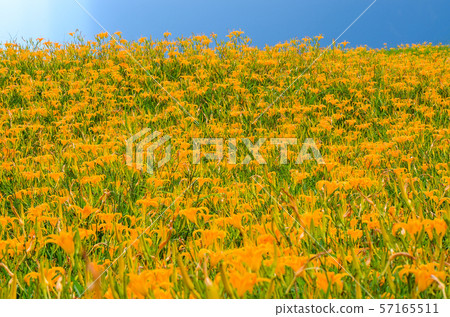 金針花，金針花季，Sixty Ishiyama，Tomisato，Rinka Hana，紅花 57165511