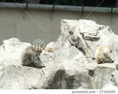 2只側身的猴子 57165609