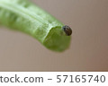 16 Sacred Pests 03 57165740