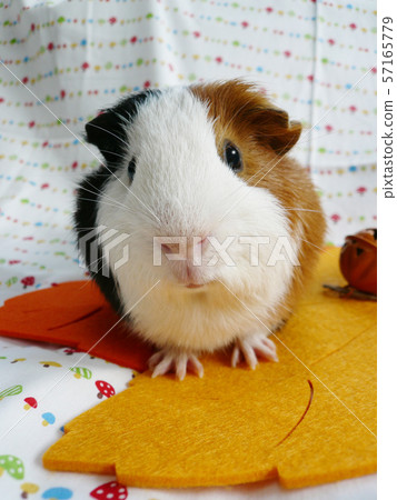 Guinea pig and halloween 57165779