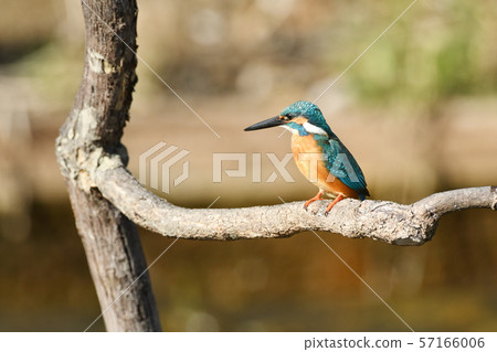 棲息的金魚 棲息的金魚 57166006