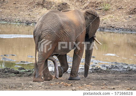 male erected penis elephant in kruger park south 57166028