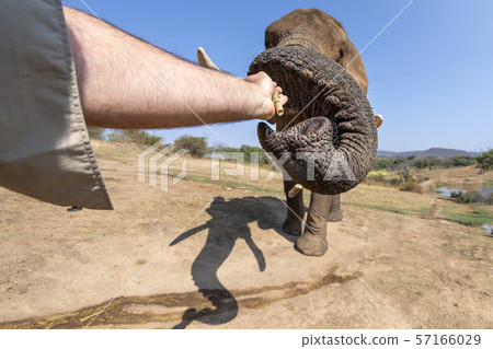 human hand touching elephant trunk 57166029
