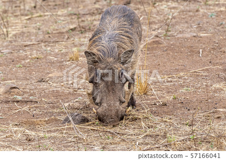 warthog in kruger park south africa 57166041