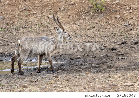 waterbuck antelope in kruger park south africa waterbuck antelope in kruger park south africa 57166048