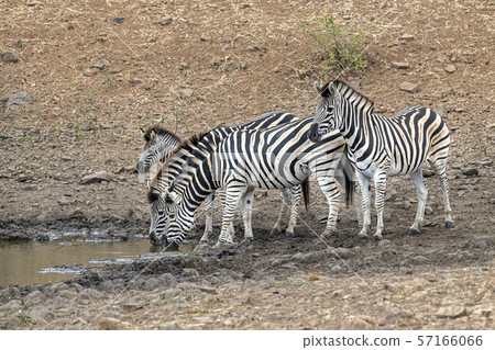 zebra group drinking at the pool in kruger park zebra group drinking at the pool in kruger park 57166066