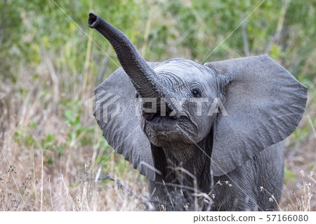 baby elephant waving trunk in kruger park south 57166080