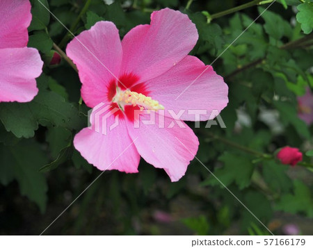 Pink mallet flower up 57166179