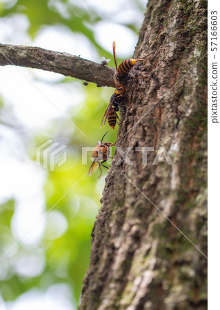 Hornet, giant hornet eating sap 57166603