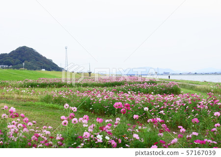 Cosmos swayed by the river breeze Cosmos swayed by the river breeze 57167039