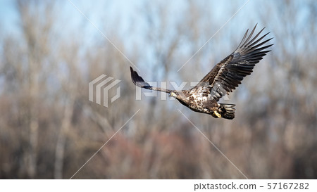 Juvenile white-tailed eagle flying with with blurred forest in background 57167282