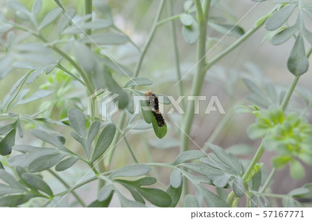 Namiageha 3rd day 2 (Lu) Namiageha 3rd day 2 (Lu) 57167771