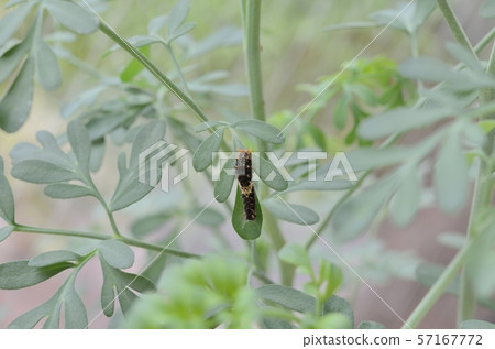 Namiageha第3天2（陸） 57167772