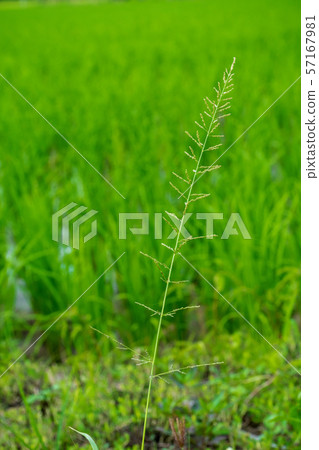 red sprangletop, ryegrass, feathergrass, 57167981