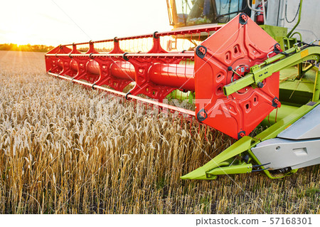 Combine harvester harvests ripe wheat. Ripe ears of gold field 57168301
