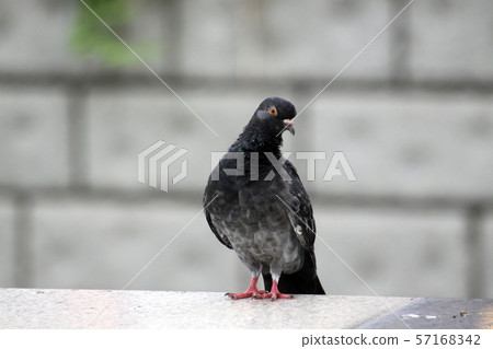 pigeon 57168342