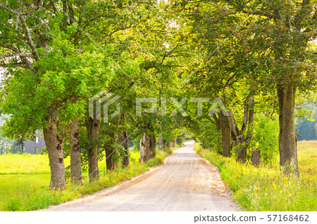 Dirt road with oak alley in a sunny evening. 57168462
