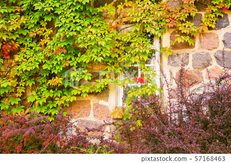 House with brick wall, wooden windows and wild House with brick wall, wooden windows and wild 57168463