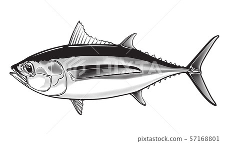 Tuna yellow fin big eye simple emlem 57168801