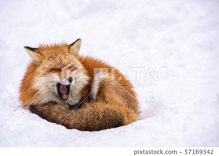 Miyagi Zao Fox Village Winter 57169342