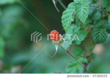 Kusanagi Fruit of Strawberry 57169355