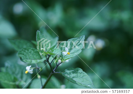 Inujou燈籠Inuhozuki花的意思是“真相” 57169357